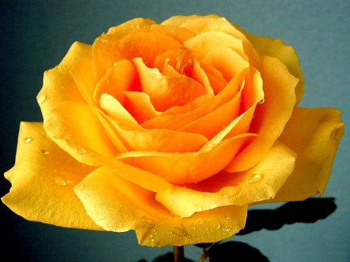 flower - yellow flower for making friends