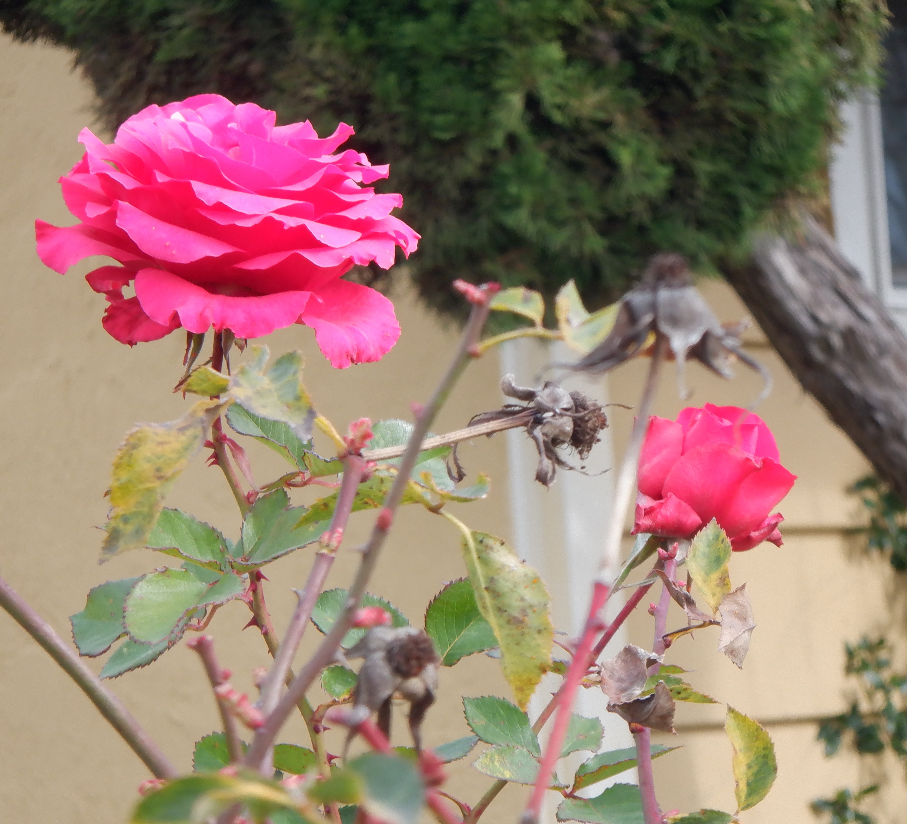 Photo taken by me 1-15-22