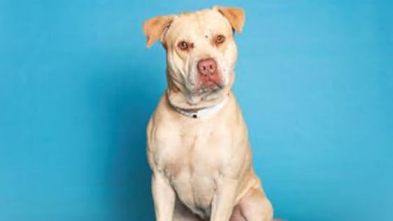 Mixed breed male dog Buddy is rescued by animal control officials. Mixed breed male dog Buddy is rescued by animal control officials.