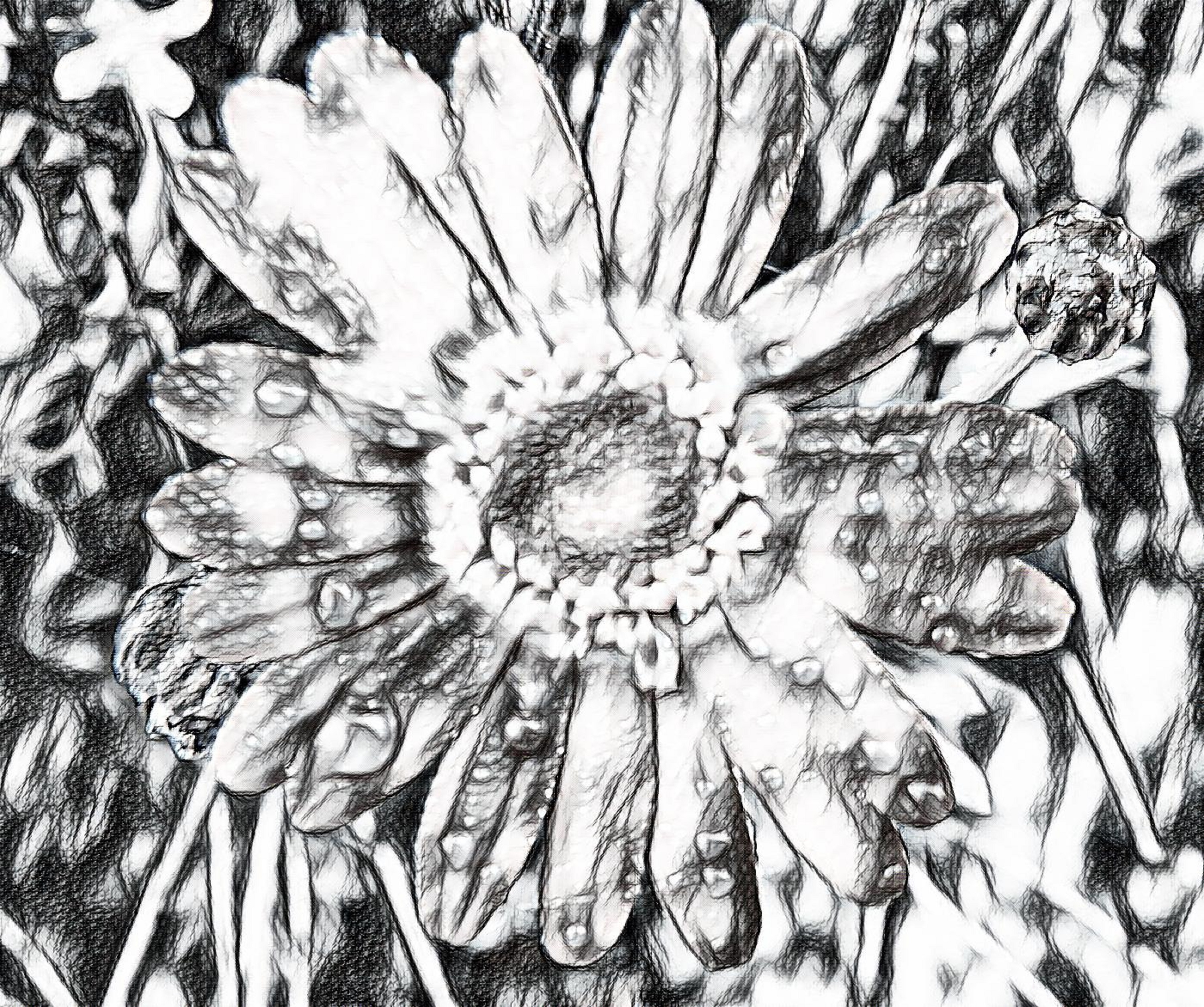 Photo taken by me with Sketch 2 effect on Luna Pic.com Photo taken by me with Sketch 2 effect on Luna Pic.com