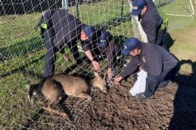 Savannah firefighters release a deer from a soccer net trap on Sunday. Savannah firefighters release a deer from a soccer net trap on Sunday.