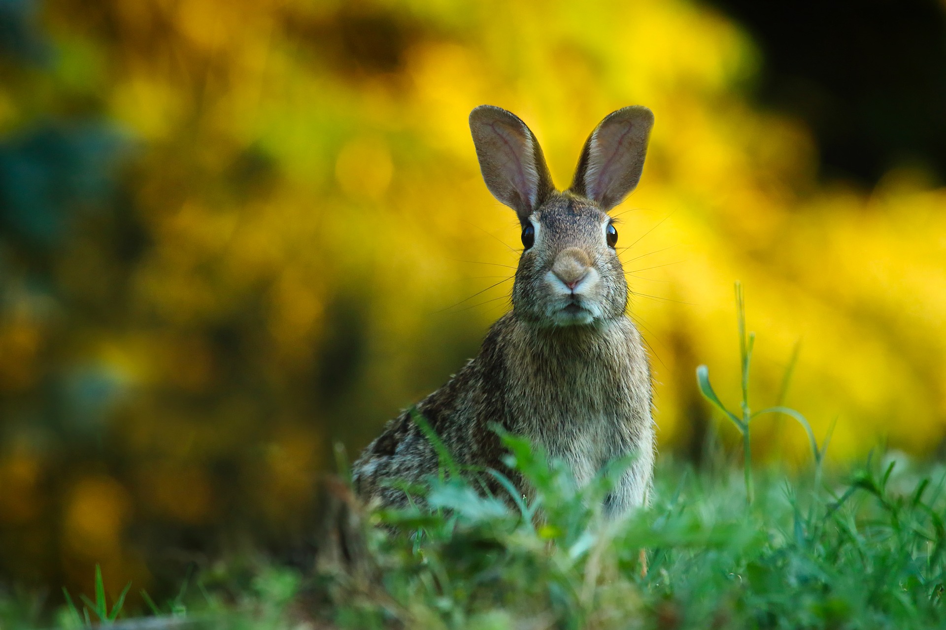 Rabbit from Pixabay