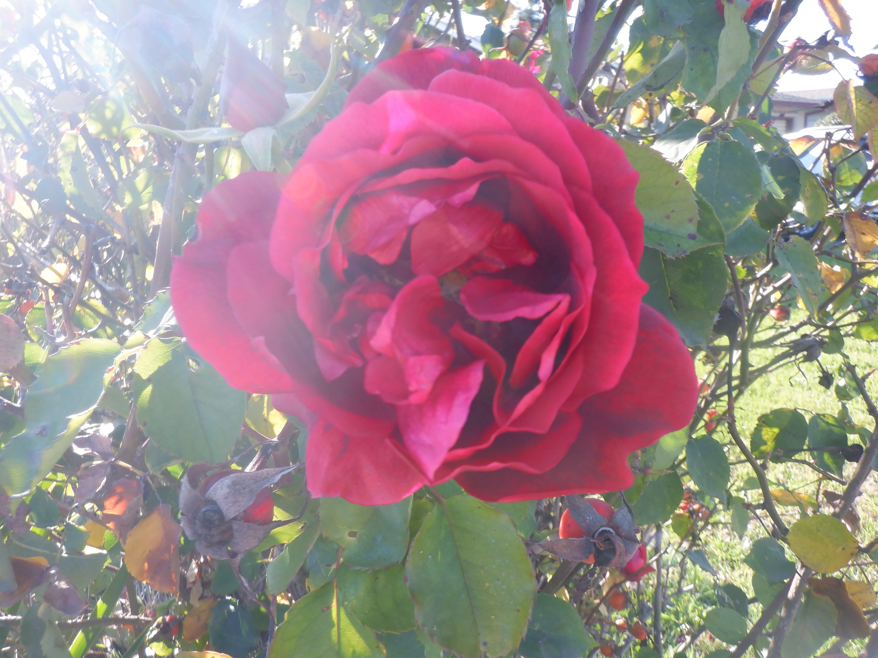 Photo taken by me 1-25-22