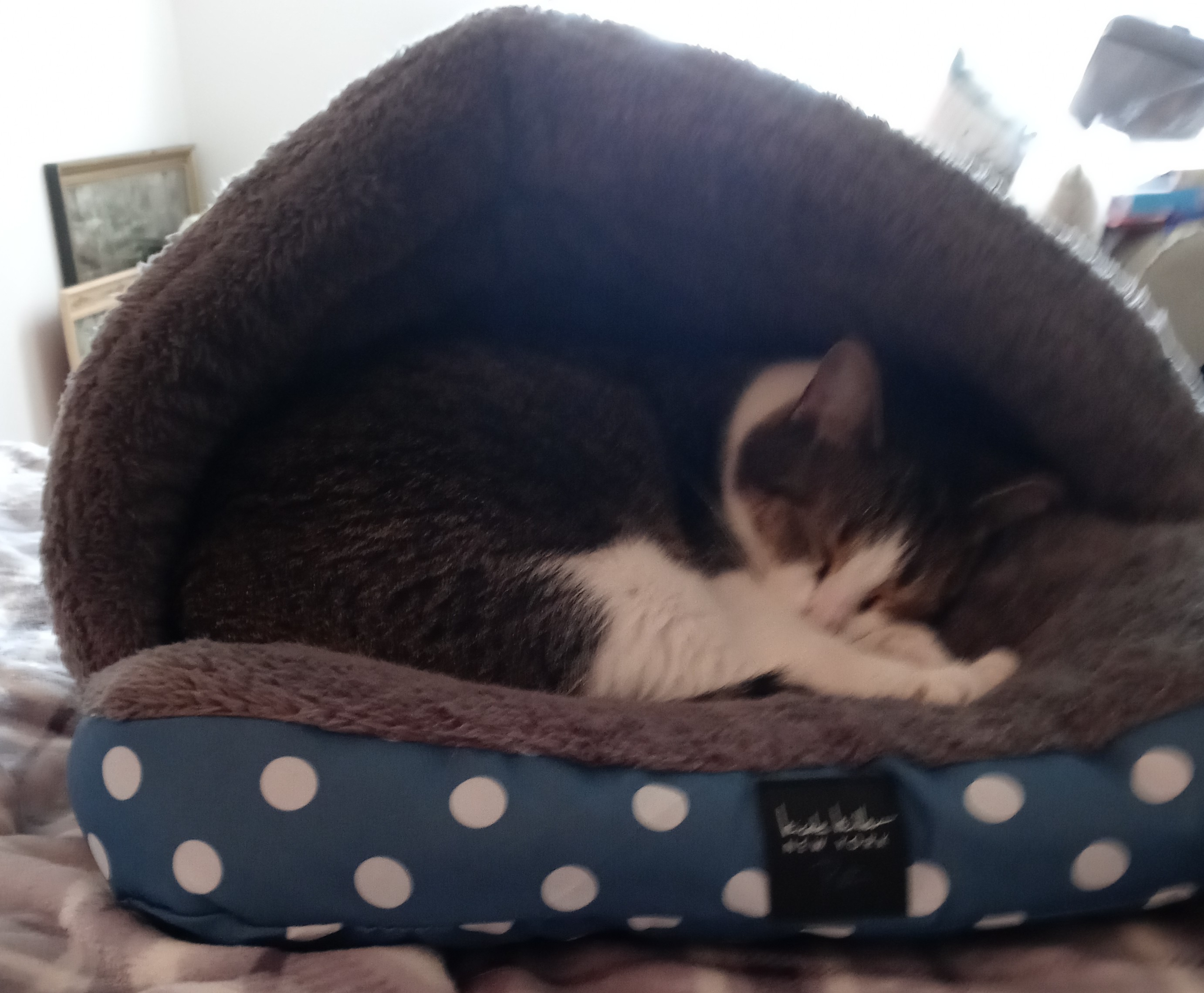 Apollo in his Bed-my photo