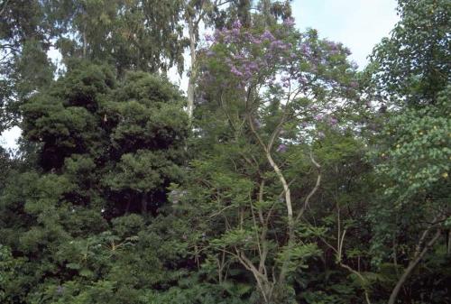 forest gum - I was on a friends boat called the Lost Loon and writing this poem just seemed like the thing to do.