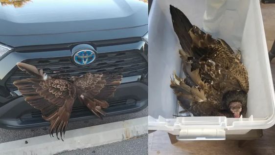 A vulture stuck on a grill of a Toyota auto in Georgia. A vulture stuck on a grill of a Toyota auto in Georgia.