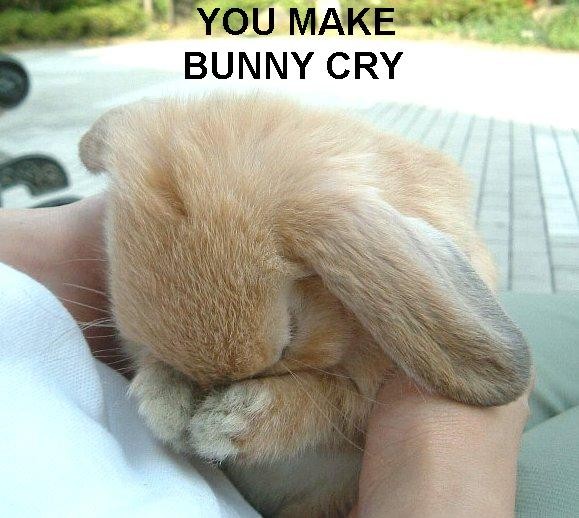Bunny - A really cute picture of a bunny, need I say more?