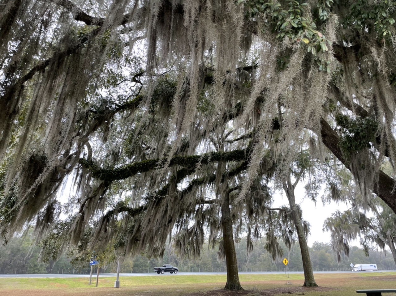 Spanish moss on a tree at a rest area in southern Georgia. Photo taken by and the property of FourWalls. Spanish moss on a tree at a rest area in southern Georgia. Photo taken by and the property of FourWalls.