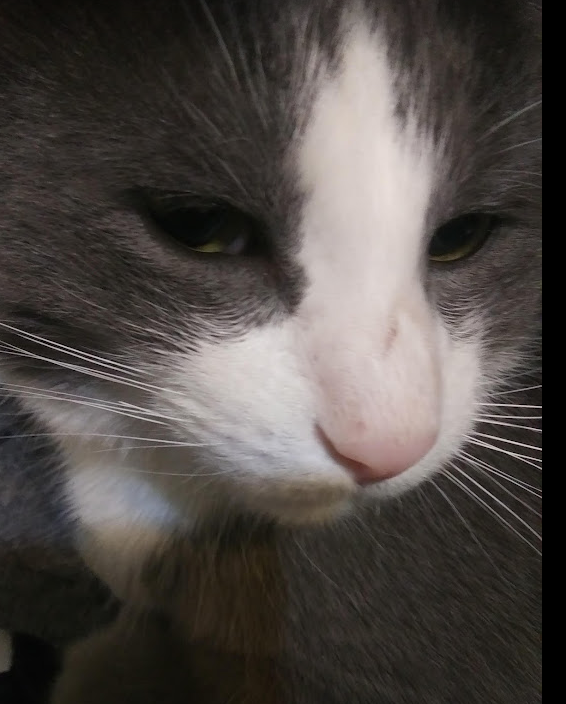 tinker has silver eyes tinker has silver eyes