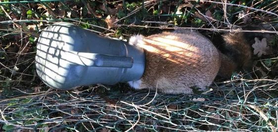 A female fox released from her bad luck of getting her head stuck in a watering can. A female fox released from her bad luck of getting her head stuck in a watering can.