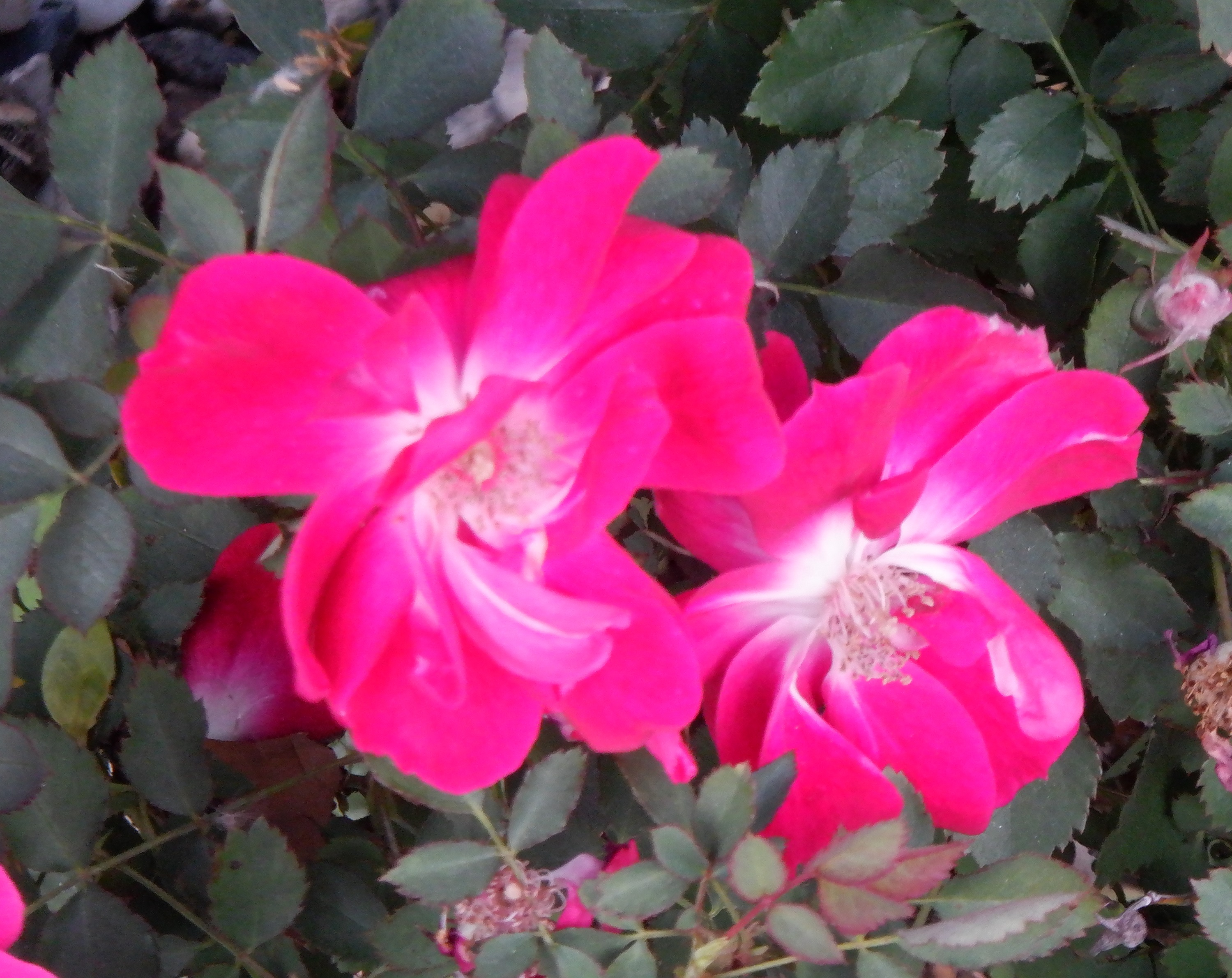 Photo taken by me 2-14-21