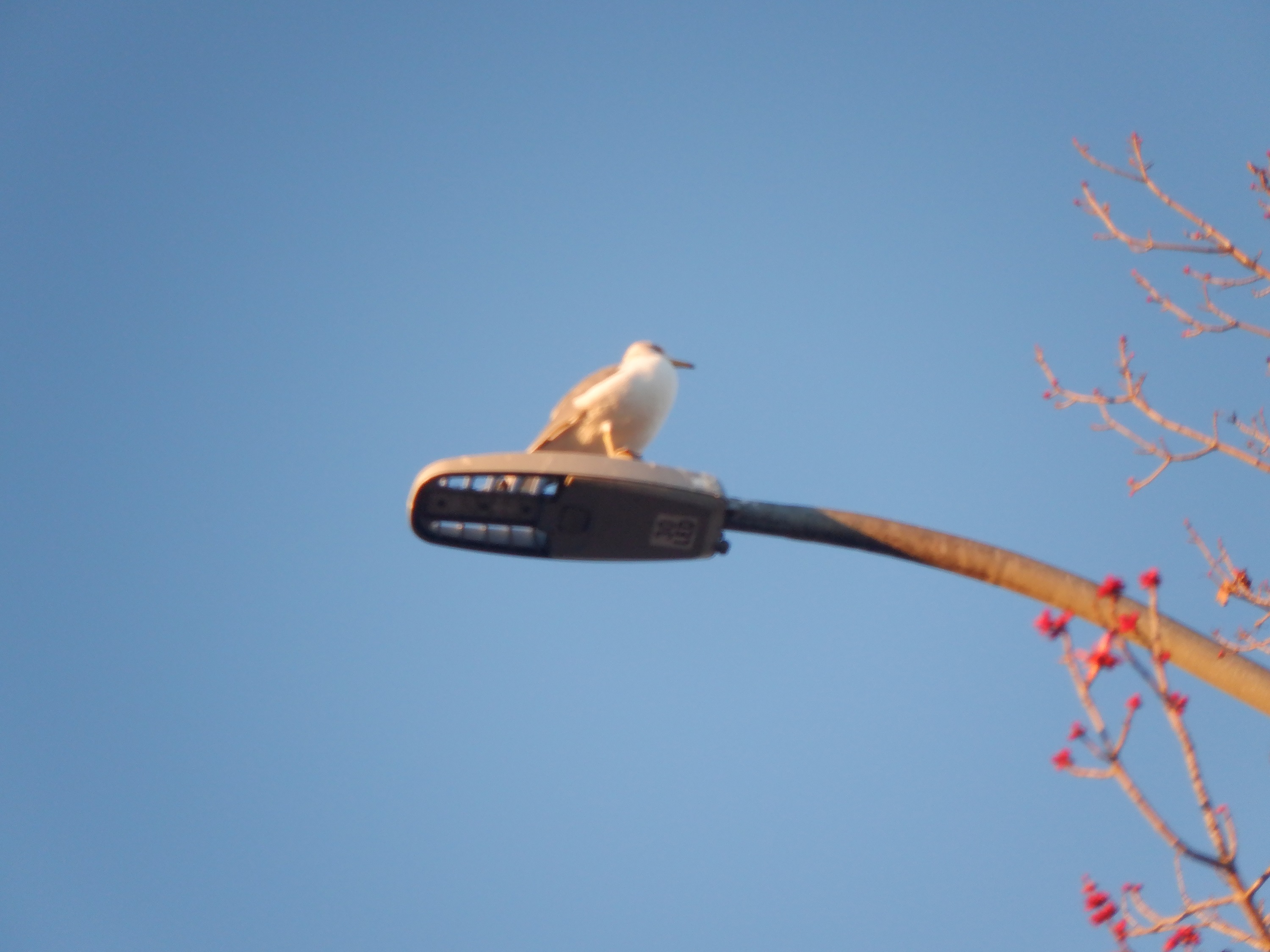Photo I took of a seagull on a lamp post close to the bus stop 2-17-22 Photo I took of a seagull on a lamp post close to the bus stop 2-17-22