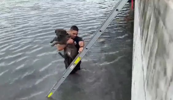 A Miami Beach firefighter with Tuna the dog on his shoulder.