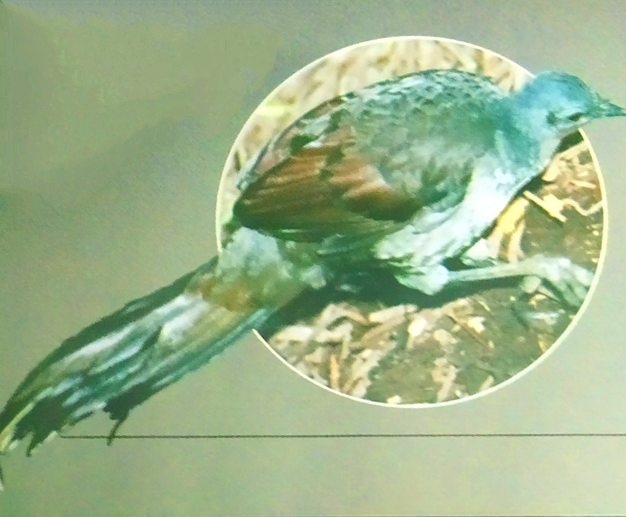 LyreBirds LyreBirds