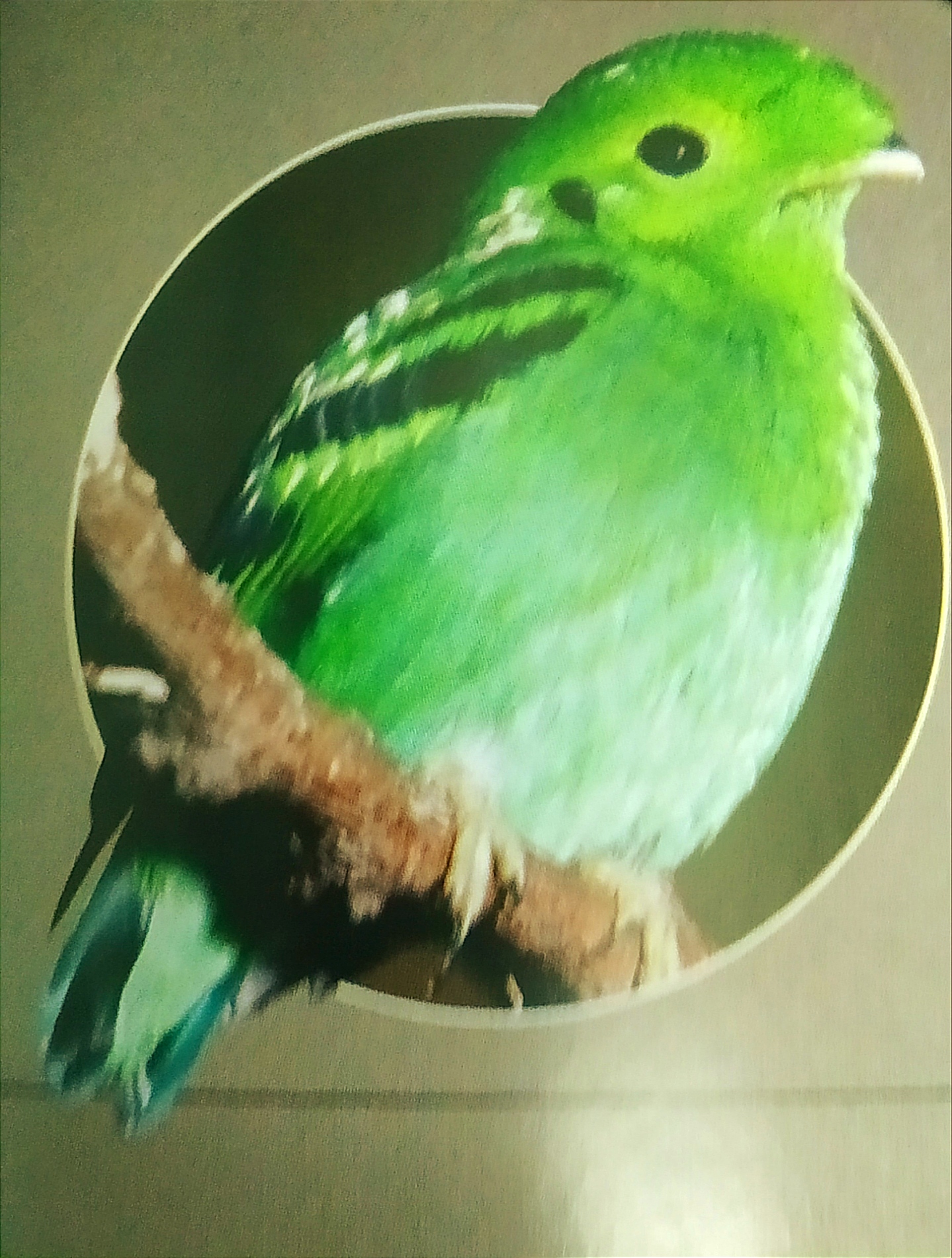Broadbills Broadbills