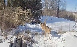 Michigan State Trooper Steven Lamb about to rescue a deer stuck in a wire fence.