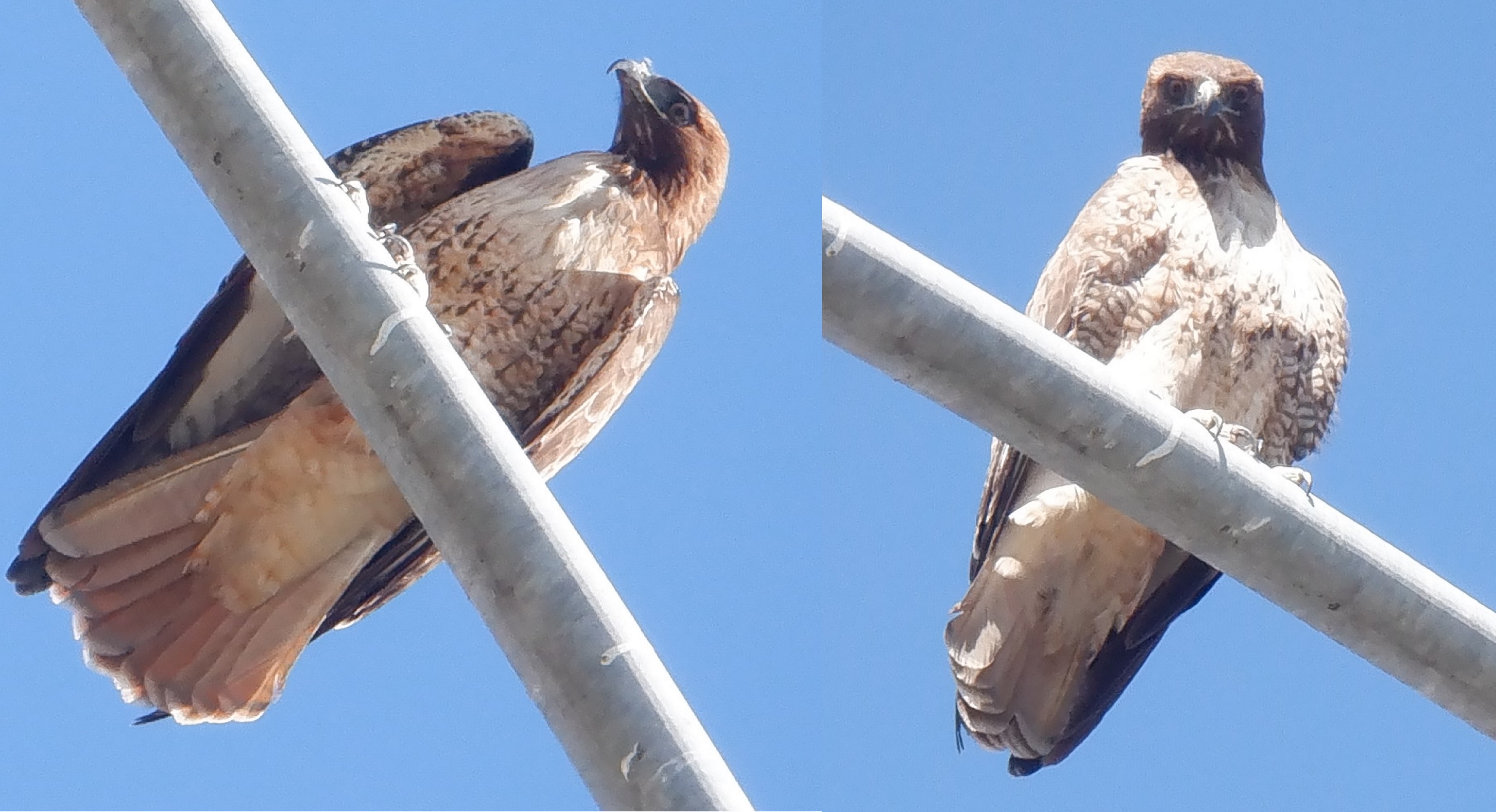 Photos I took of a hawk put together on Microsoft Paint