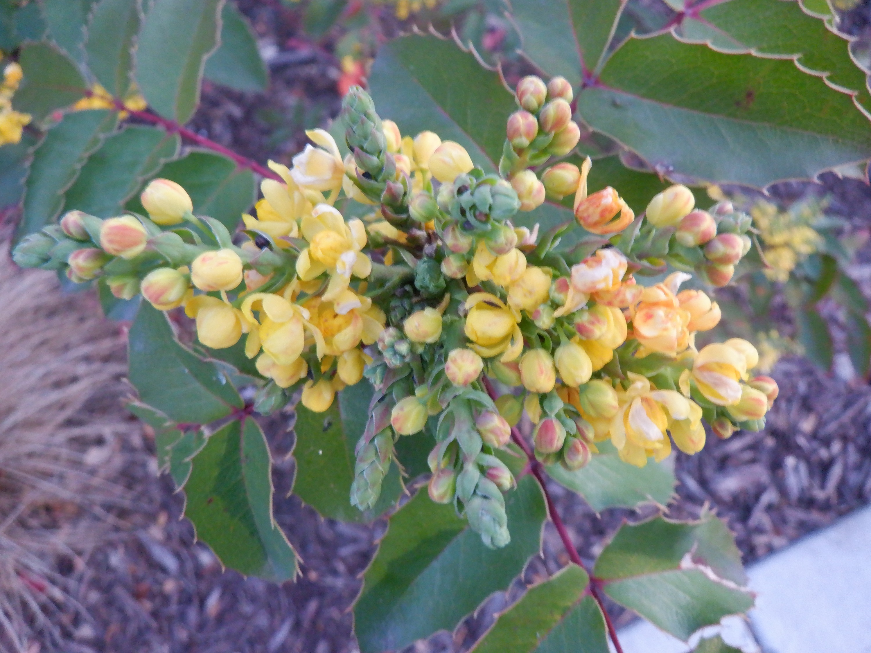 Photo taken by me 2-27-22 Photo taken by me 2-27-22