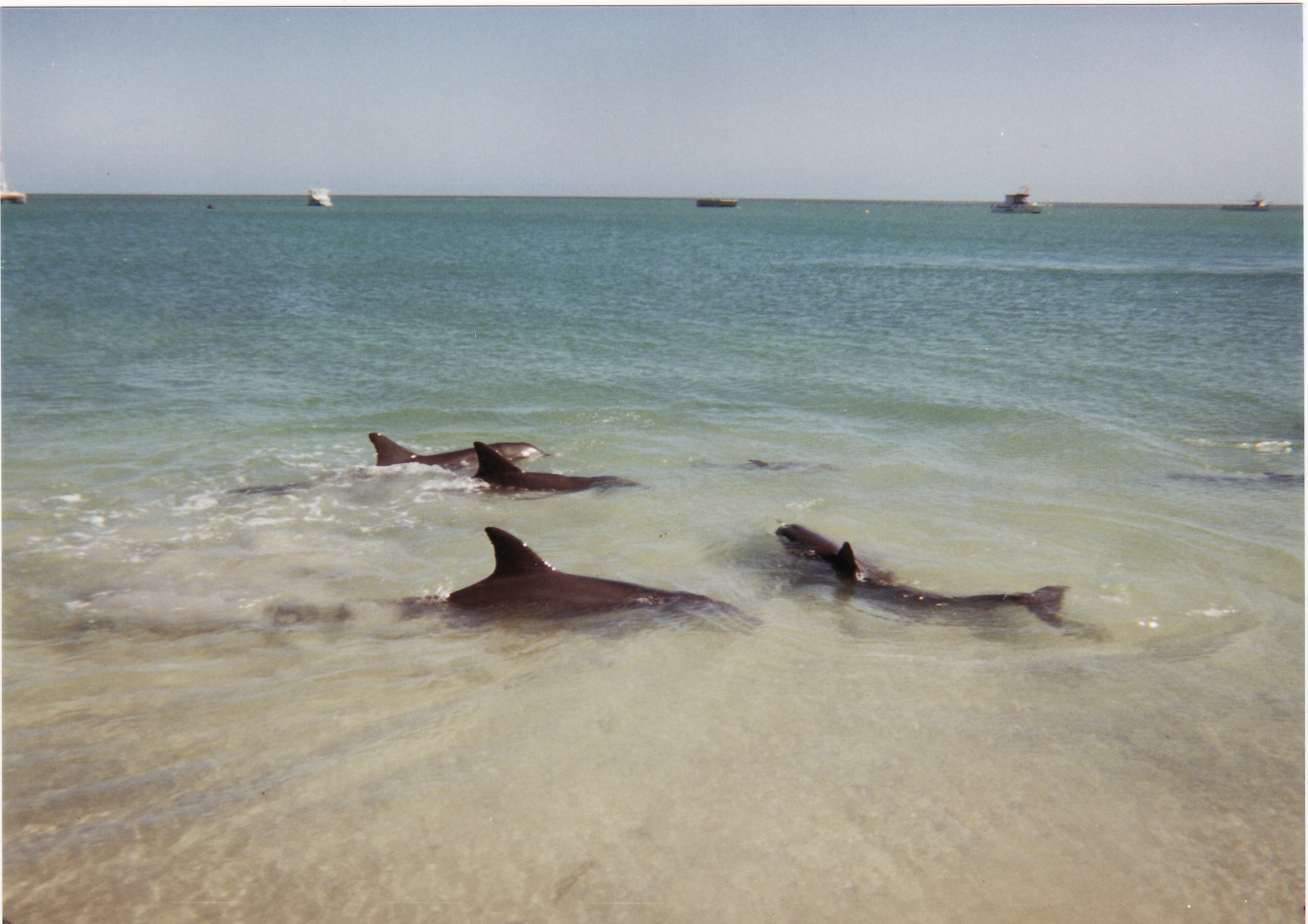 we did actually get in the water with them because they have babies with them