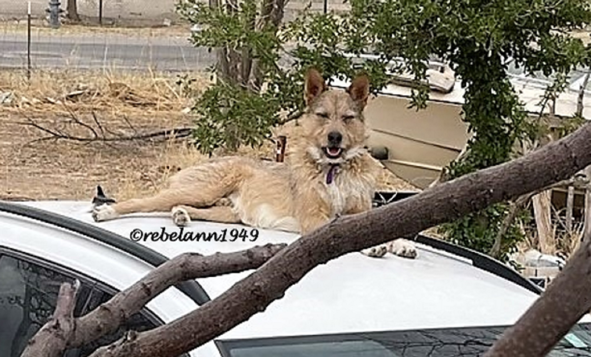 Roscoe is up on the roof ....... of my car. LOLOLOLOLOL