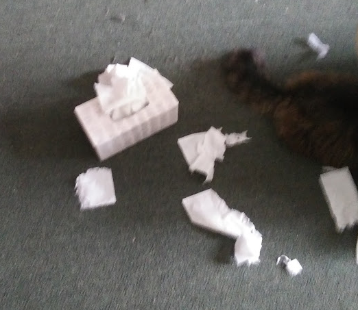 Guilty lady cat Guilty lady cat