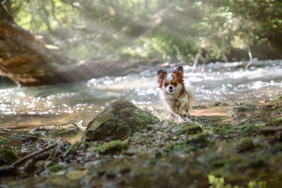 A puppy near a waterfall. A puppy near a waterfall.