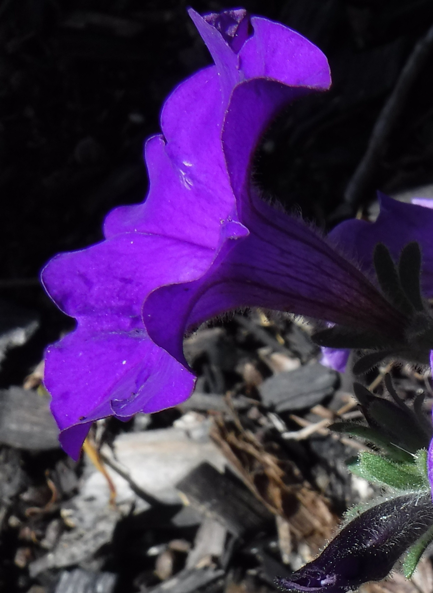 Phot taken by me 5-7-20