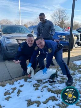 Michigan State Highway posing with a swan they saved on Interstate 696 Michigan State Highway posing with a swan they saved on Interstate 696