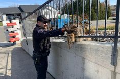 West Richland Police Officer Barrera rescue a coyote stuck between bars of a fence West Richland Police Officer Barrera rescue a coyote stuck between bars of a fence