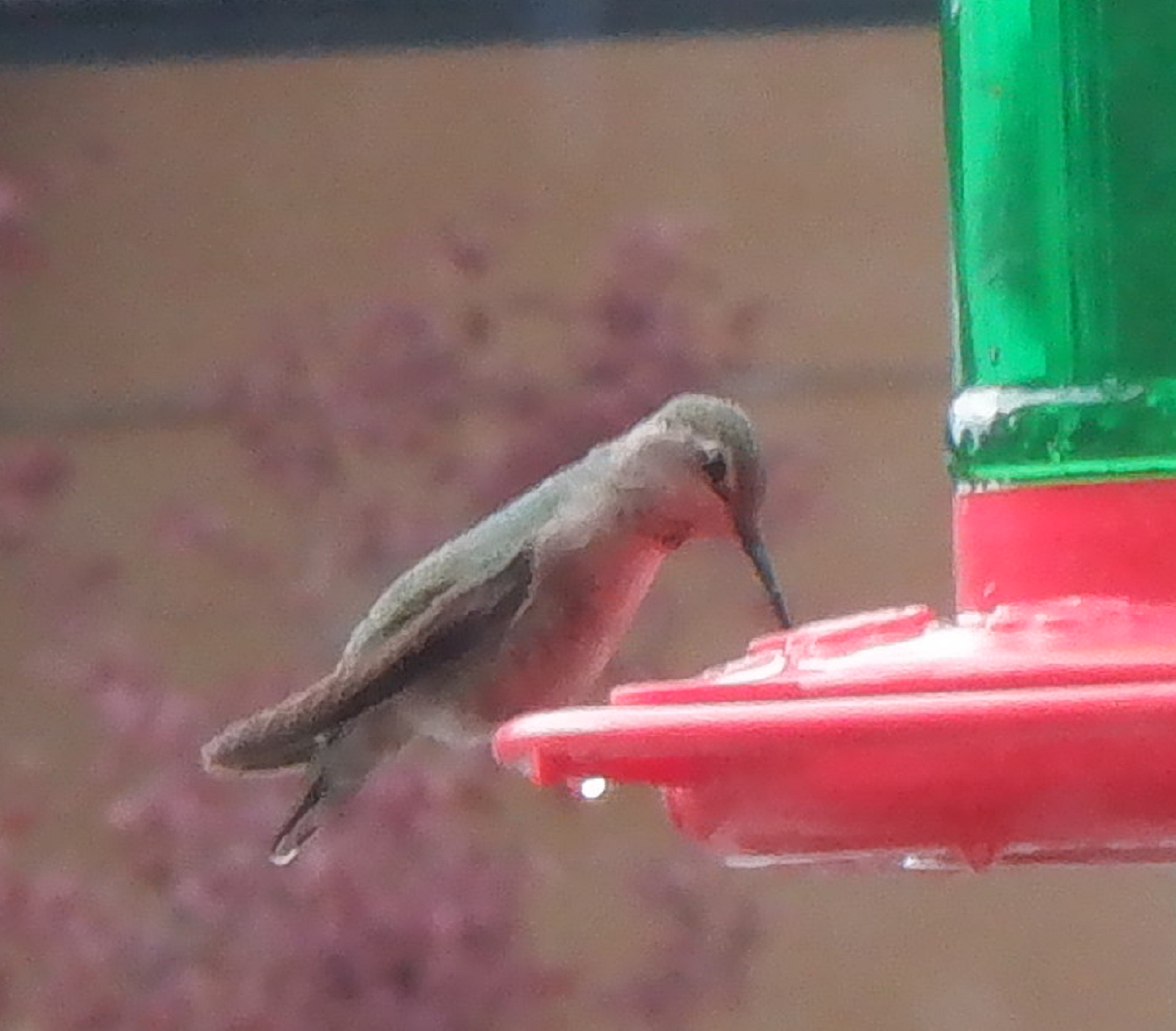 Hummingbird at feeder photo taken by me 3-19-22