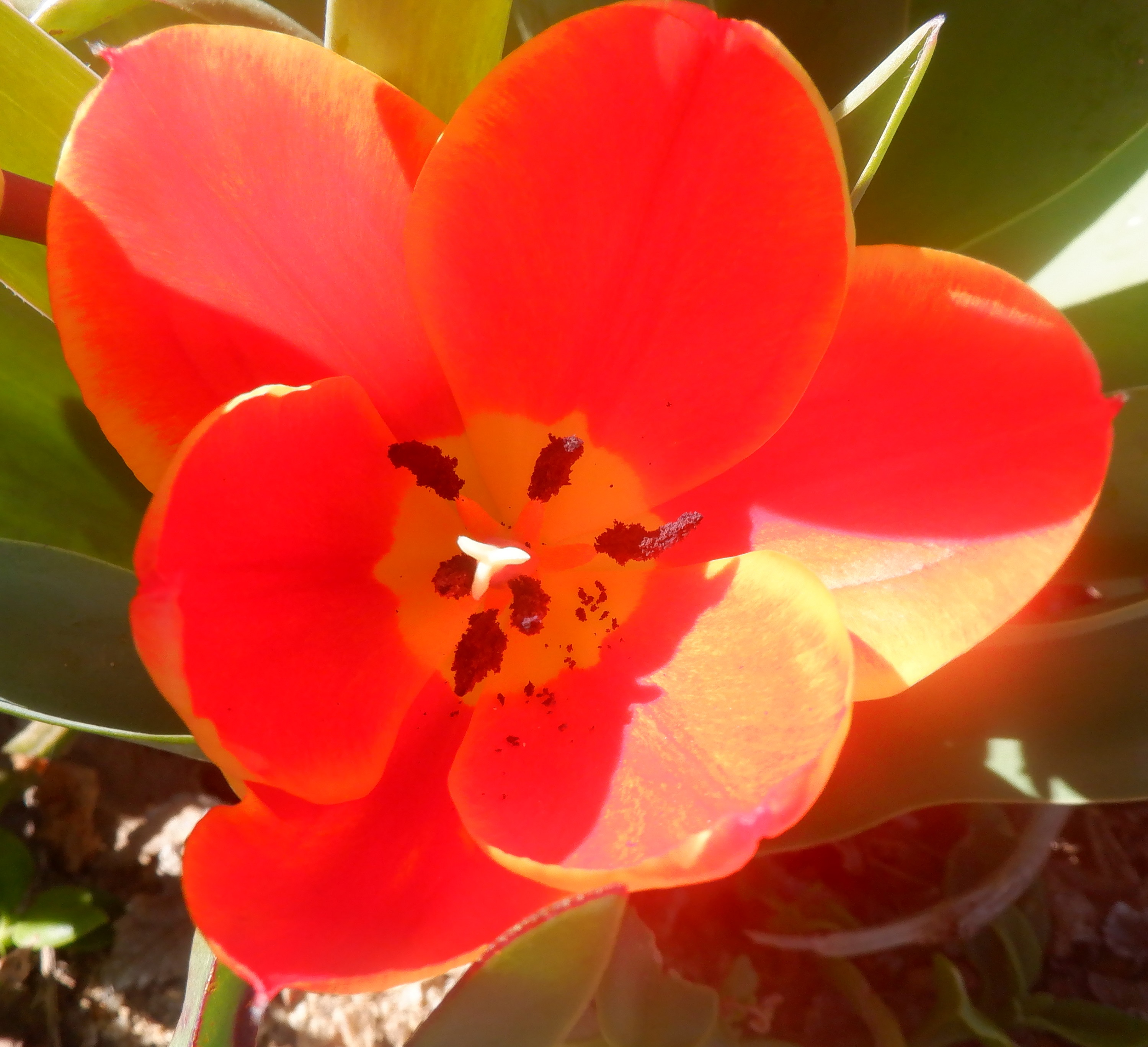 Photo taken by me 3-21-22 Photo taken by me 3-21-22