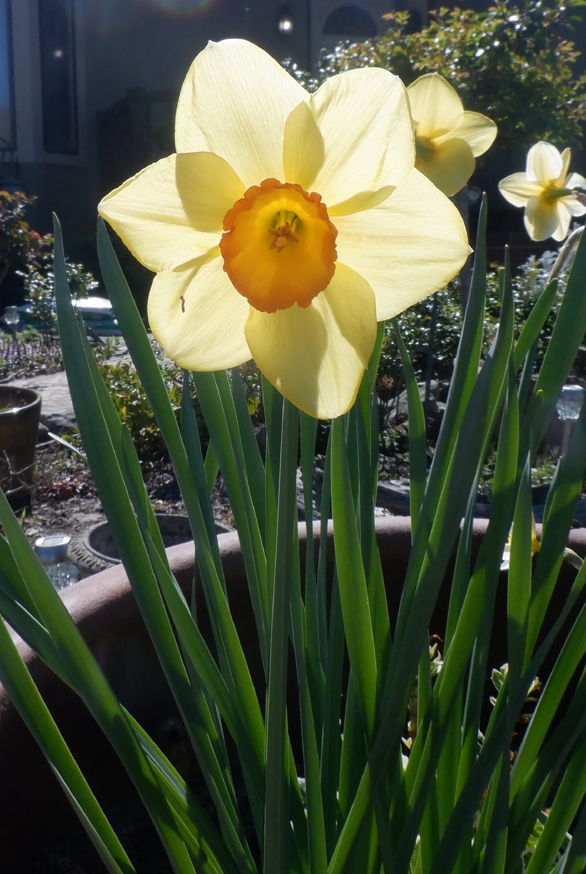 Photo taken by me 3-23-22 Photo taken by me 3-23-22