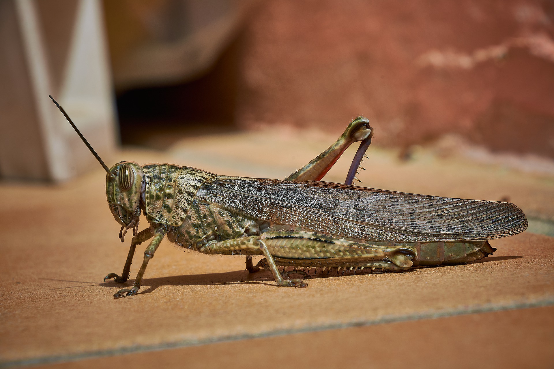 The cricket got the better of the Zen master, or did it? The cricket got the better of the Zen master, or did it?