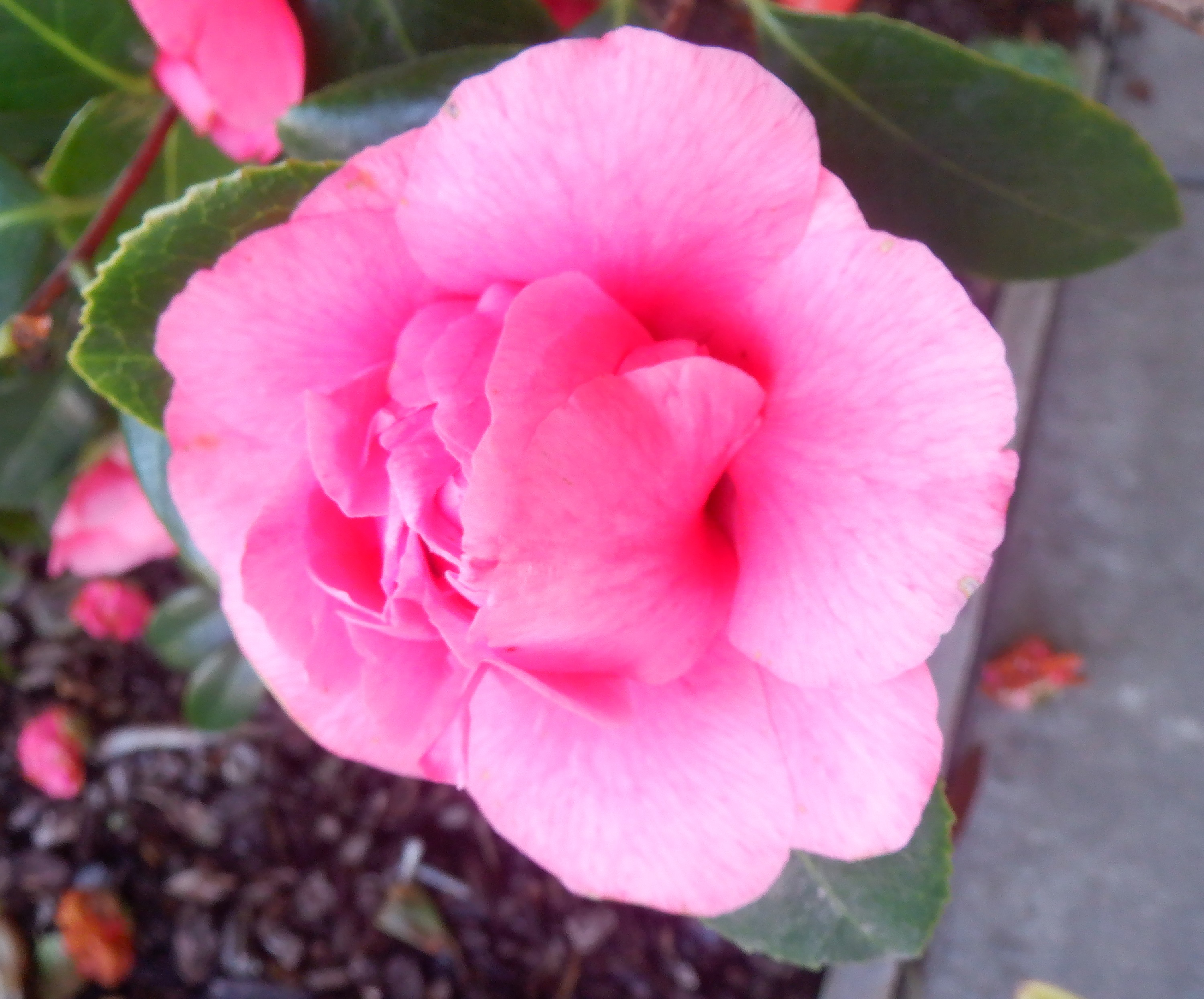 Photo taken by me 3-23-22 Photo taken by me 3-23-22