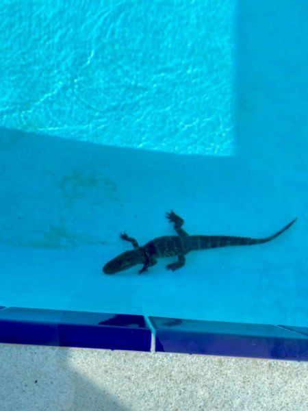 A small gator enters a swimming pool at a private school in Florida. A small gator enters a swimming pool at a private school in Florida.