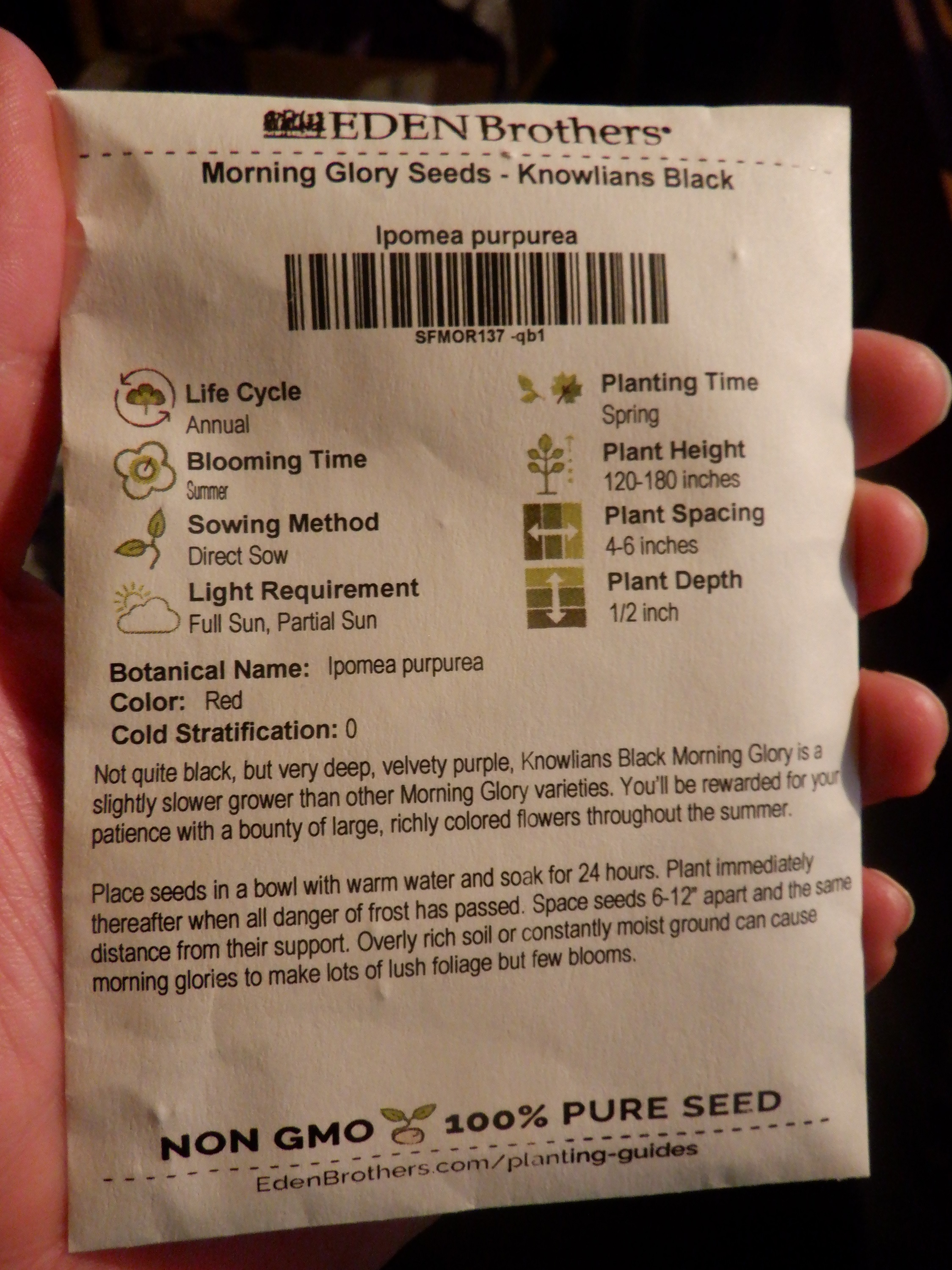 Photo I took of the packet of black Morning Glory Seeds Photo I took of the packet of black Morning Glory Seeds