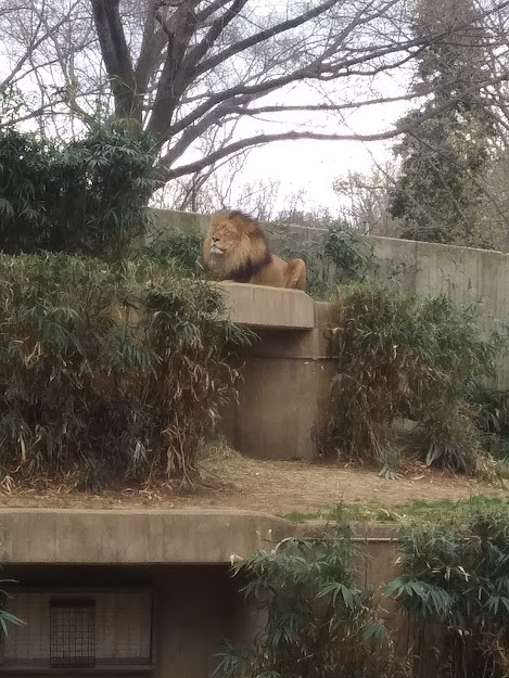 Photo Credit: I snapped this picture at the D.C. Zoo on Saturday. Photo Credit: I snapped this picture at the D.C. Zoo on Saturday.