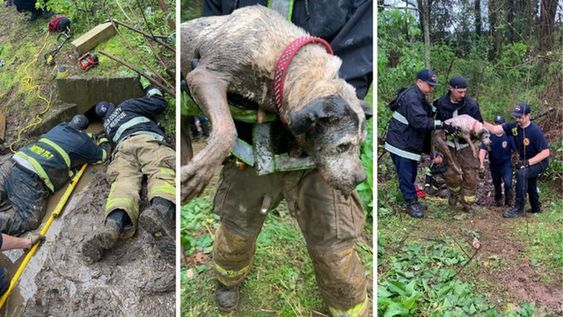 Dekalb County firefighters rescue a small dog from a pipe on Thursday morning Dekalb County firefighters rescue a small dog from a pipe on Thursday morning