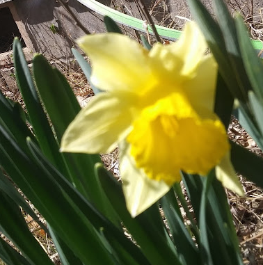 daffodil daffodil