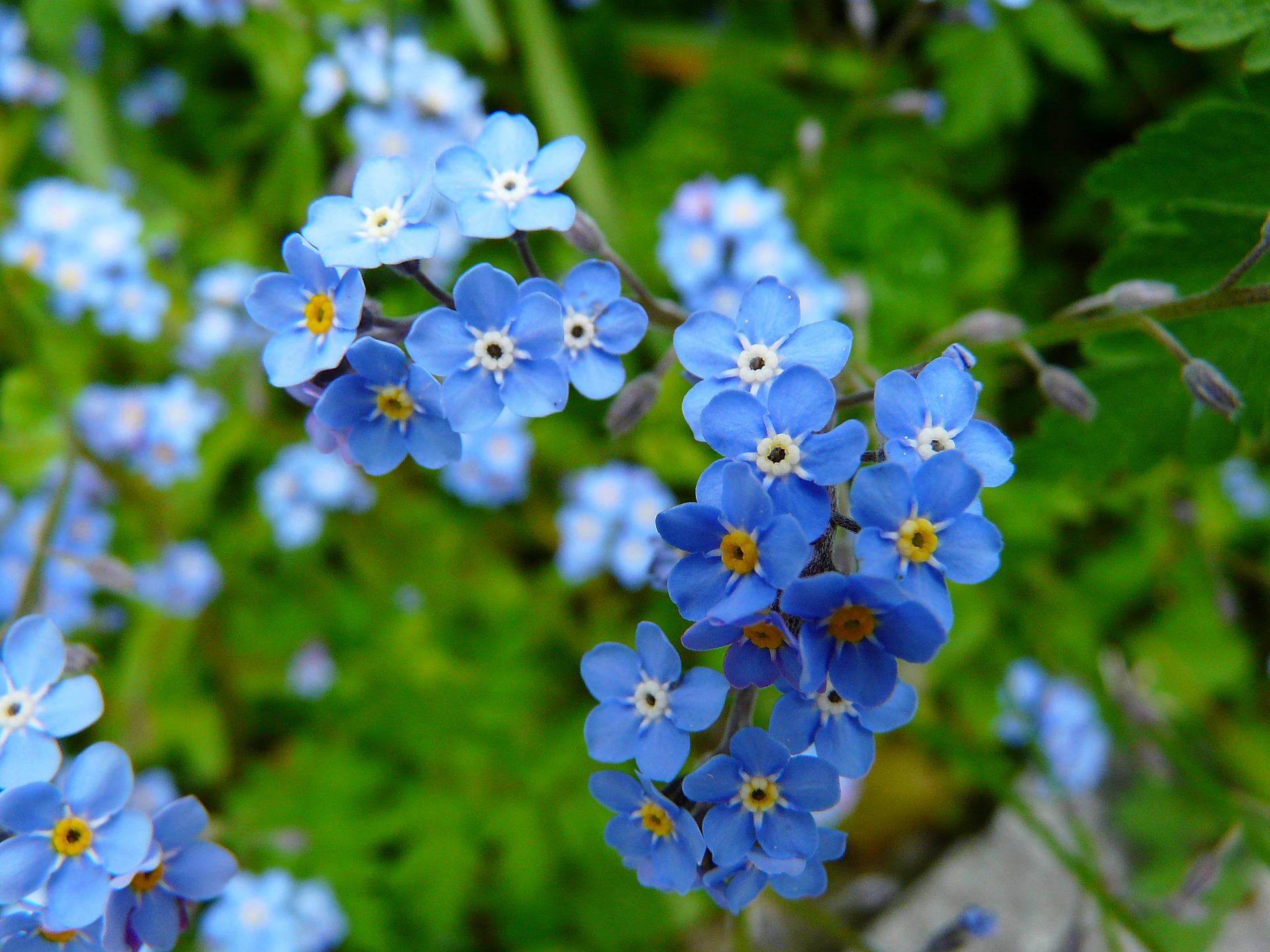 Image by Hans Braxmeier from Pixabay Image by Hans Braxmeier from Pixabay