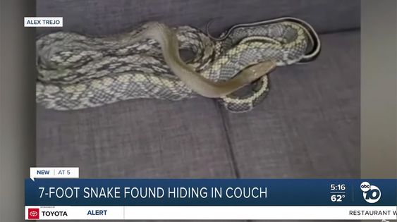 A very strange snake story from Chula Vista California. A very strange snake story from Chula Vista California.