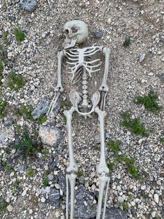 Remains of a plastic skeleton on a road in Converse Texas. Remains of a plastic skeleton on a road in Converse Texas.