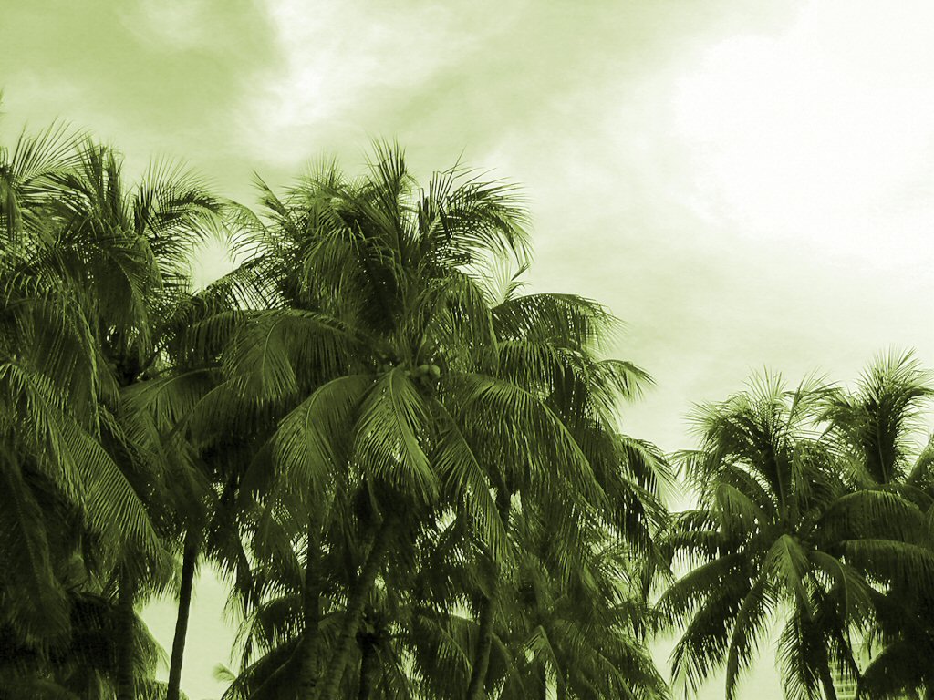 Trees - Beautiful picture of palm/coconut trees swaying in the breeze