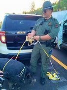 Tennessee Highway Patrol Officer Coker saves the life of a hog. Tennessee Highway Patrol Officer Coker saves the life of a hog.