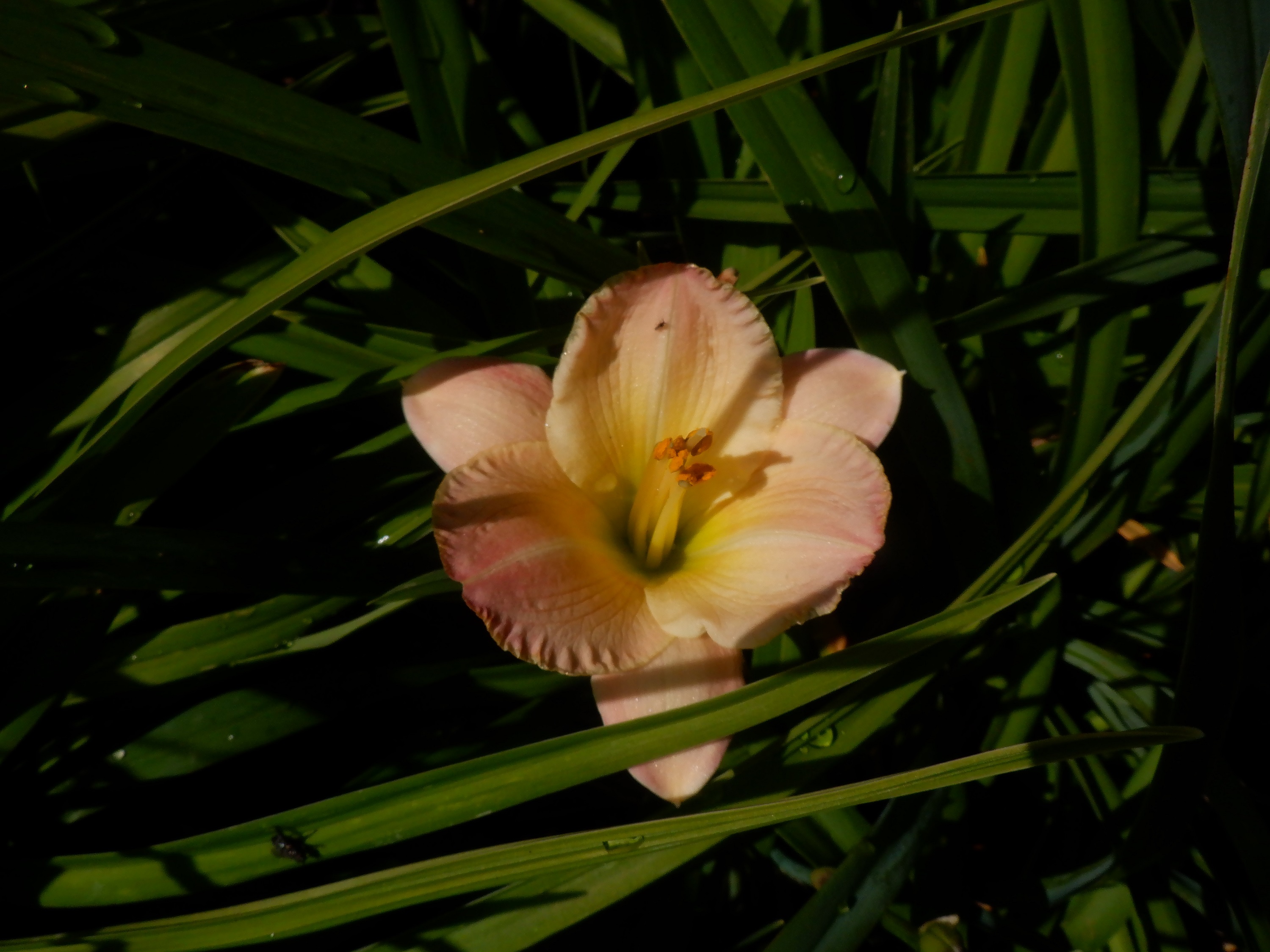 Photo I took of a day lily in the shopping center 4-15-22 Photo I took of a day lily in the shopping center 4-15-22
