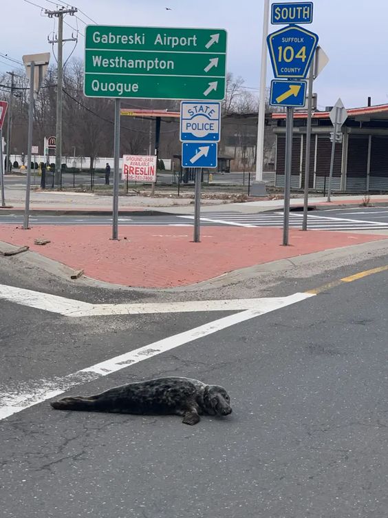 A baby seal on a road in Southampton Long Island. 