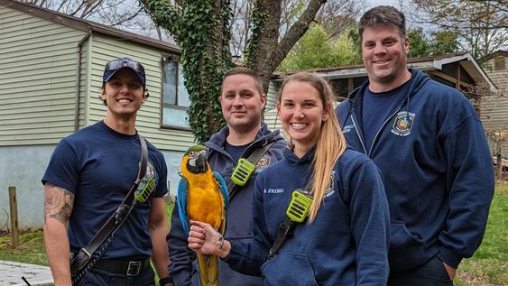 Howard County firefighters rescue a macaw who flew into a tree. Howard County firefighters rescue a macaw who flew into a tree.