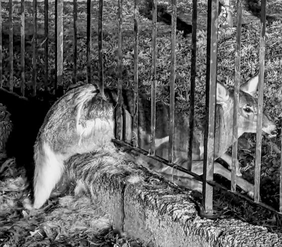 A female deer stuck between two bars in a fence at a cemetery in New Hampshire A female deer stuck between two bars in a fence at a cemetery in New Hampshire