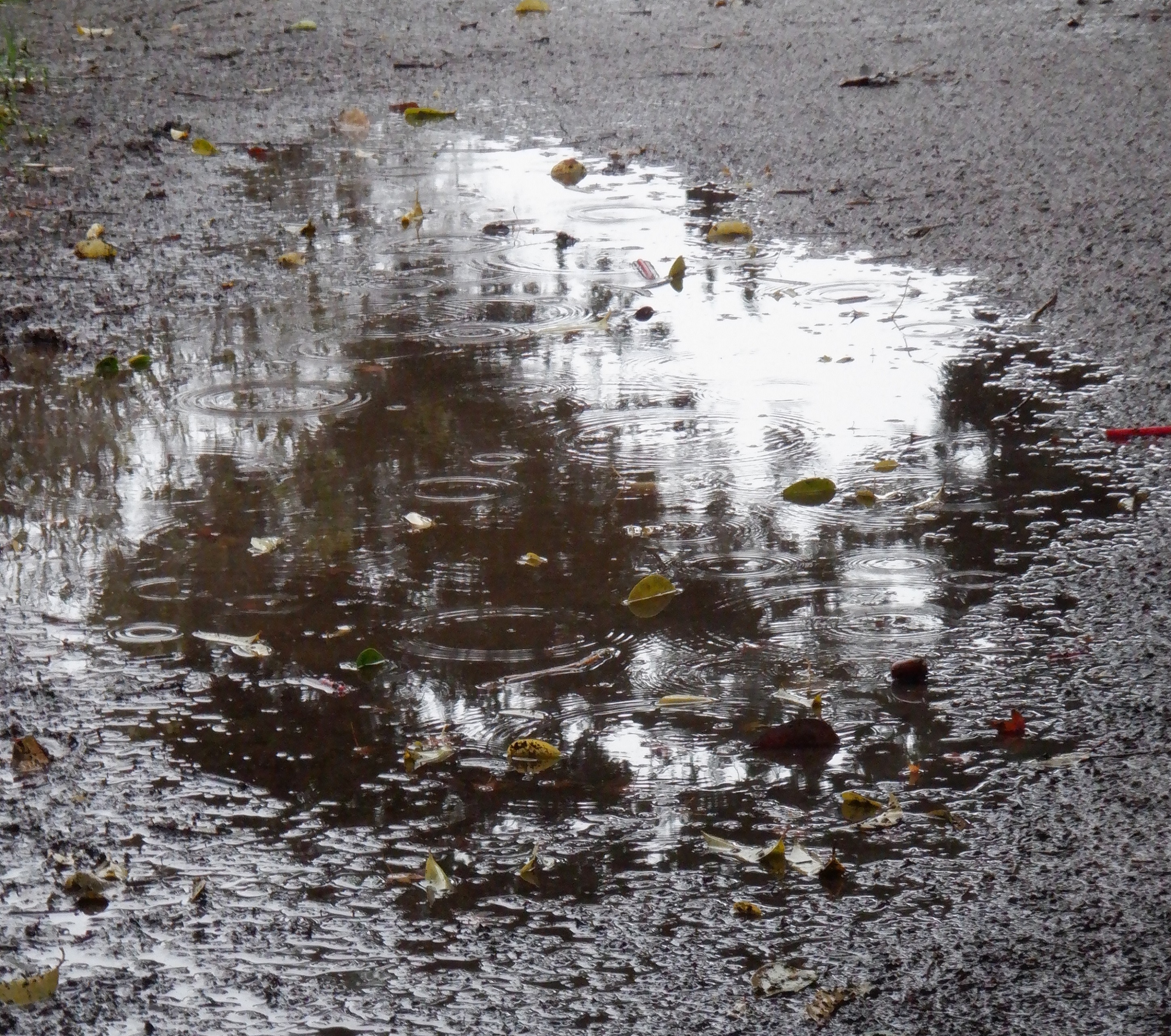 rain puddle photo taken by me 12-25-21 rain puddle photo taken by me 12-25-21