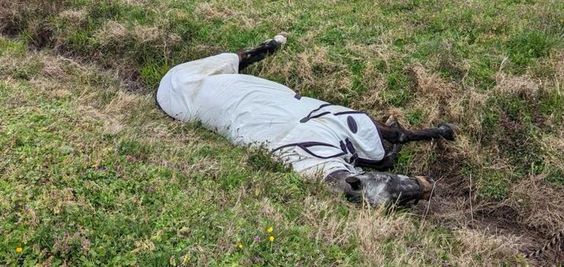 A horse that needed to be rescued from a ditch in Virginia 16 days ago. A horse that needed to be rescued from a ditch in Virginia 16 days ago.